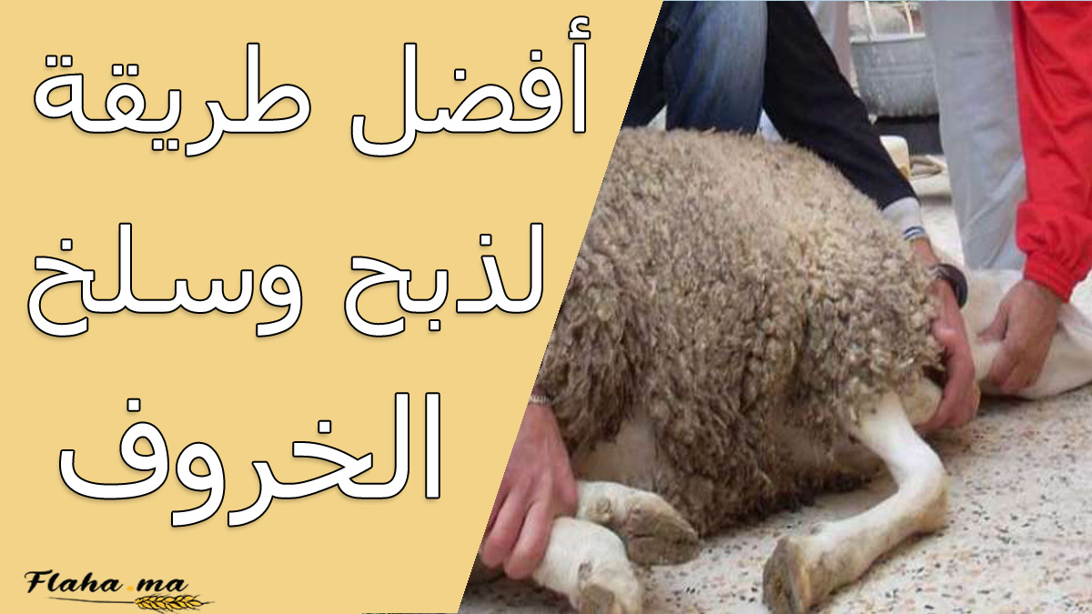 أفضل الطرق لاختيار أضحية العيد والاعتناء بها