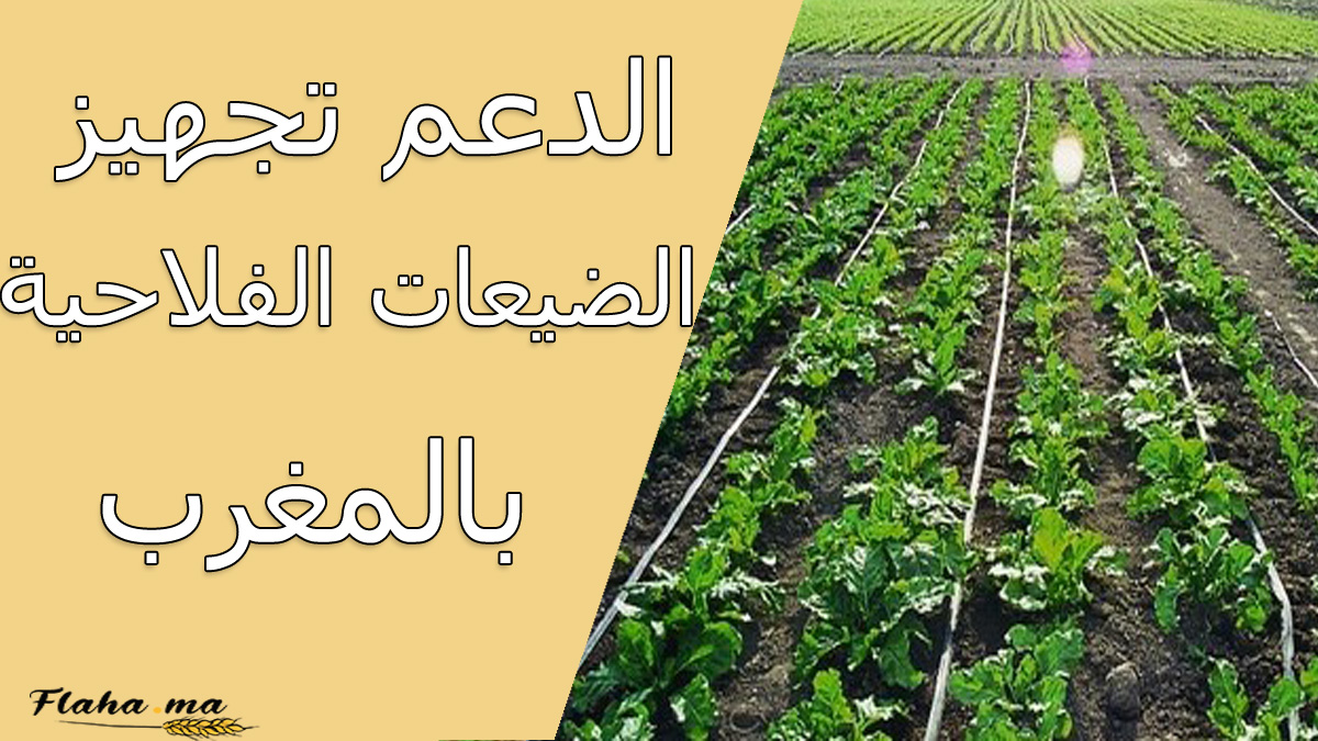 الدعم تجهيز الضيعات الفلاحية